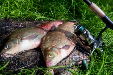 İyi yakaladın. Yeni su büyük tatlı su ortak çipura bronz çipura veya sazan balığı (Abramis brama) ve olta ile doğal zemin üzerine reel olarak bilinen çekilen. Balık ve olta ile reel yeşil çimenlerin üzerinde doğal bileşimi