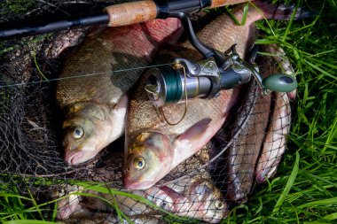 İyi yakaladın. Yeni su büyük tatlı su ortak çipura bronz çipura veya sazan balığı (Abramis brama) ve olta ile doğal zemin üzerine reel olarak bilinen çekilen. Balık ve olta ile reel yeşil çimenlerin üzerinde doğal bileşimi