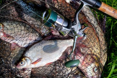 Balıkçılık konsepti. Tatlı su balıkları ve içinde balıkçılık yakalamak ile keepnet üzerinde makaraları ile olta. Yeşil çim üzerinde bronz çipura veya sazan bream (Abramis brama) olarak bilinen ortak çipuralar ile keepnet tek tatlı su beyaz çipura veya gümüş çipura