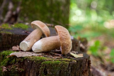 Birkaç boletus edulis mantar (cep, penny topuz, porcino veya kral bolete, genellikle porcini mantar denir) yosun arasında ormanda eski fungy kenevir üzerinde, yeşil çimen ve sonbahar sezonunda düşmüş yaprakları