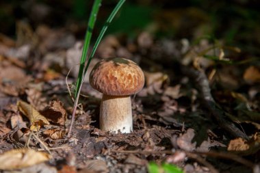 Boletus edulis (cep, penny topuz, porcino veya kral bolete, genellikle porcini mantar denir) yosun ve kuru düşmüş yaprakları arasında orman zeminde sonbahar sezonunda yetişir