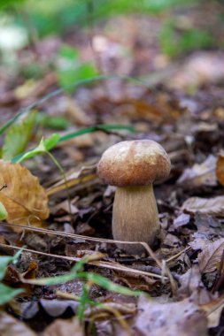 Boletus edulis (cep, penny topuz, porcino veya kral bolete, genellikle porcini mantar denir) yosun ve kuru düşmüş yaprakları arasında orman zeminde sonbahar sezonunda yetişir