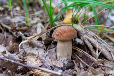 Boletus edulis (cep, penny topuz, porcino veya kral bolete, genellikle porcini mantar denir) yosun, yeşil çim ente ve sonbahar sezonunda düşmüş yaprakları arasında orman zeminüzerinde yetişir