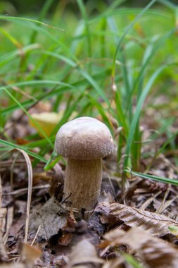 Boletus edulis (cep, penny topuz, porcino veya kral bolete, genellikle porcini mantar denir) yosun, yeşil çim ente ve sonbahar sezonunda düşmüş yaprakları arasında orman zeminüzerinde yetişir