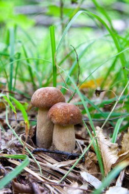 Boletus edulis mantar ailesi (cep, penny topuz, porcino veya kral bolete, genellikle porcini mantar denir) yosun, yeşil çim ente ve sonbahar sezonunda düşmüş yaprakları arasında orman zeminüzerinde yetişir