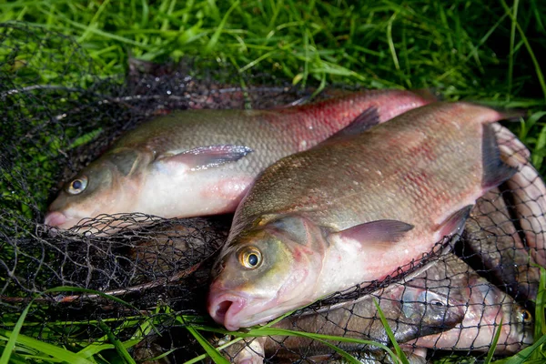 Good catch. Just taken from the water big freshwater common bream known as bronze bream or carp bream (Abramis brama) on natural background. Natural composition of fish on green grass