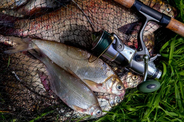 Fishing concept. Freshwater fish and fishing rods with reels on keepnet with fishery catch in it. Two freshwater white bream or silver bream on keepnet with common breams known as bronze breams or carp bream (Abramis brama) on green grass