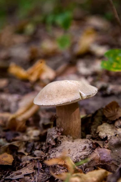 在秋天的季节 在森林的地板上生长着青苔和干枯的落叶 小红花或国王的肉毒杆菌 通常被称为波西尼蘑菇 — 图库照片