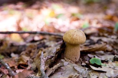 Boletus edulis (cep, penny topuz, porcino veya kral bolete, genellikle porcini mantar denir) yosun, yeşil çim ente ve sonbahar sezonunda düşmüş yaprakları arasında orman zeminüzerinde yetişir