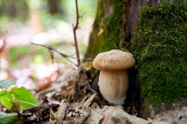 Boletus edulis (cep, penny topuz, porcino veya kral bolete, genellikle porcini mantar denir) yosun, yeşil çim ente ve sonbahar sezonunda düşmüş yaprakları arasında orman zeminüzerinde yetişir