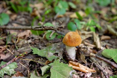 Turuncu kapak boletus. Yenebilir orman mantarları. Genç bir boletus kavak ormanında yetişir, kırmızı başlıklı bir mantar ve kuru yapraklar ve dallar arasında beyaz bir ayak.