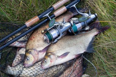 İyi bir av. Sadece bronz çipura veya sazan çipura (Abramis brama) ve içinde balıkçılık yakalamak ile keepnet üzerinde makara ile olta bilinen su tatlı su ortak çipura alınan görünümü kapatın