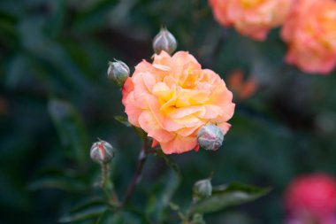 Bahçede pembe ve portakal açan gül demetleri. Güzel pembe ve turuncu küçük güller güneşli yaz gününde çiçek yatağında büyüyen çalı