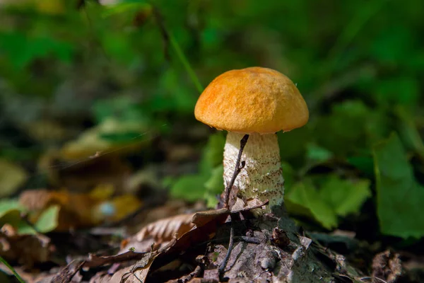 Turuncu kapak boletus. Yenebilir orman mantarları. Genç bir boletus kavak ormanında yetişir, kırmızı başlıklı bir mantar ve kuru yapraklar ve dallar arasında beyaz bir ayak.