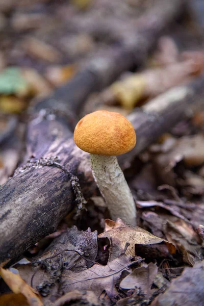 橙色的帽子Boletus 森林可食蘑菇的作物 杨树林中长着一株幼小的蒲公英 在枯叶和枝条间生长着一株戴着红帽子的蘑菇和一只白脚 — 图库照片