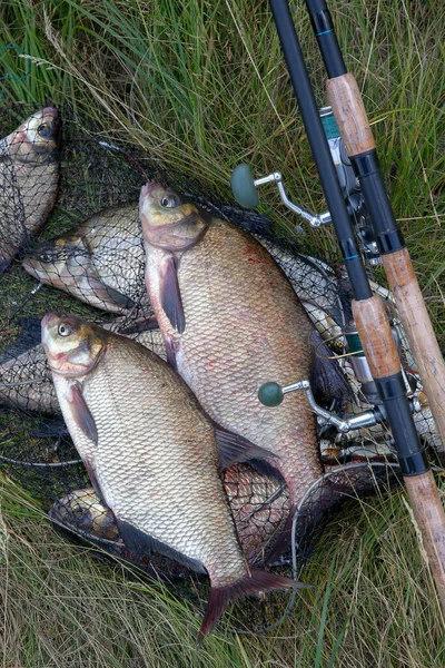Good catch. Close up view of just taken from the water freshwater common bream known as bronze bream or carp bream (Abramis brama) and fishing rod with reel on keepnet with fishery catch in it