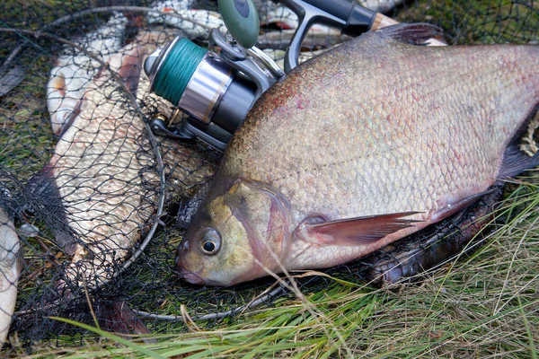 İyi bir av. Sadece su büyük tatlı su ortak çipura bronz çipura veya sazan çipura (Abramis brama) ve içinde balıkçılık yakalamak ile keepnet üzerinde makara ile olta olarak bilinen alınan görünümü kapatın