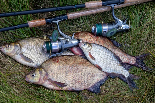 Fischereikonzept Süßwasserfische Und Angelruten Mit Rollen Auf Grünem Gras Brassen — Stockfoto
