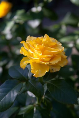 Bahçede sarı çiçek açan güller. Güneşli yaz gününde çiçek yatağında büyüyen güzel sarı gül çalısı