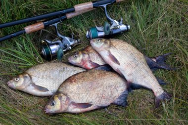 İyi bir av. Sadece su büyük tatlı su ortak çipura bronz çipura veya sazan çipura (Abramis brama) ve doğal arka plan üzerinde makara ile olta olarak bilinen alınan görünümü kapatın
