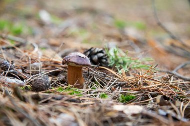 Boletus badius, imleria badia ya da körfez bolete 'nin sonbahar çam ağacı ormanlarında büyümesini yakından izleyin. Yenilebilir ve gözenekli mantarların kadife rengi kahverengi veya kestane rengi başlıkları vardır.
