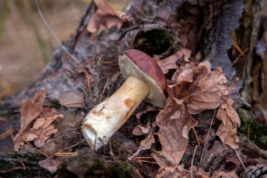 Tek bir boletus badius, imleria badia ya da körfez bolete 'i, sonbahar çam ormanlarında kurumuş meşe yaprakları olan eski ahşap kenevir üzerinde yakından görmek. Yenilebilir ve gözenekli mantarların kadife rengi kahverengi veya kestane rengi başlıkları vardır.