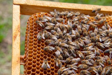 Arı kovanının çerçeveleri. Petek üzerinde çalışan arıların yakından görünümü. Arılar bazı hayvanlar ve petek yapısı gösteren yakın