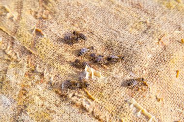 Vintage Tekstil özgeçmişlerine kaynıyor arılar görünümünü kapat.