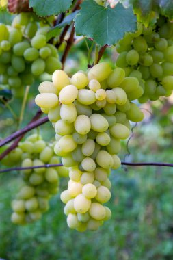 Üzüm çalısı üzerinde asılı yeşil üzüm demeti bir bağda. Rai sonra bahçede asılı demet yeşil üzüm yakından görünümü