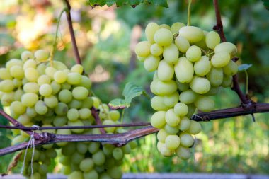 Üzüm çalısı üzerinde asılı yeşil üzüm demeti bir bağda. Rai sonra bahçede asılı demet yeşil üzüm yakından görünümü