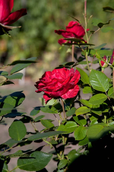 Röd Blommande Rosor Trädgården Vacker Röd Rosenbuske Växer Blomma Säng — Stockfoto