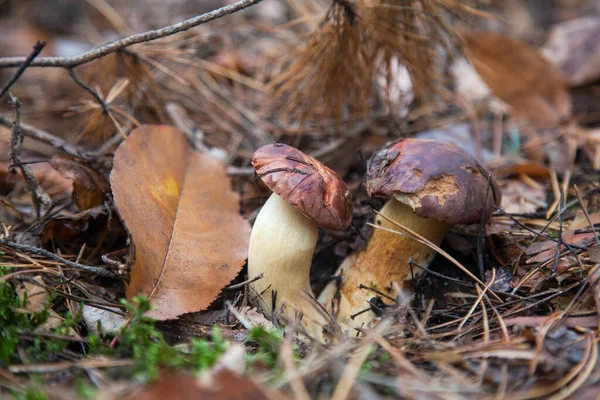 在秋天的松树林中 我们可以近距离观察到一种名为 月桂树 的双子菇 它们生长在一片松树林中 食用菌和豆科植物有天鹅绒的深褐色或栗色的帽子 — 图库照片