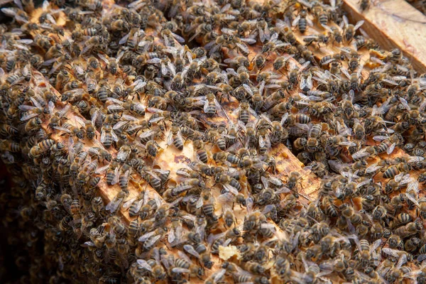 蜂巢框架 打开的蜂巢体的特写视图 显示由蜜蜂填充的框架 — 图库照片