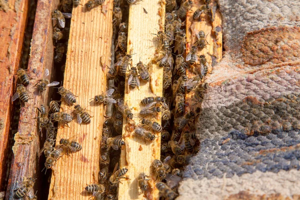 Frames Van Een Bijenkorf Close Weergave Van Geopende Hive Body — Stockfoto