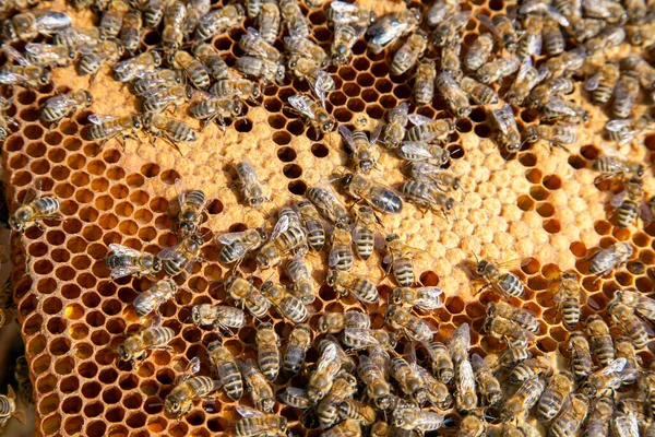 Marcos Una Colmena Abejas Ocupadas Dentro Colmena Con Celdas Abiertas — Foto de Stock