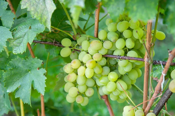 Bunch of green grapes hanging on grapes bush in a vineyard. Close up view of bunch green grapes hanging in garden after rai