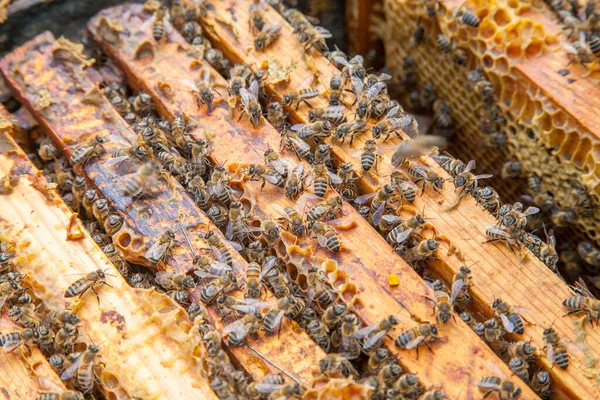 Frames Van Een Bijenkorf Close Weergave Van Geopende Hive Body Stockfoto