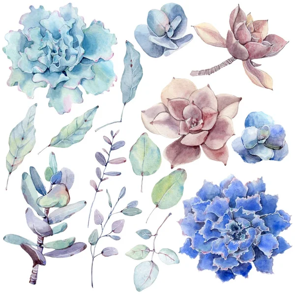 Aquarelle vintage succulents ensemble — Photo