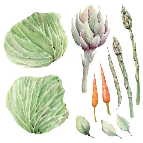 Conjunto de legumes aquarela pintados à mão . — Fotografia de Stock