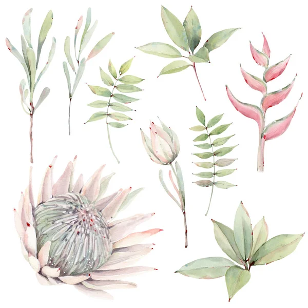 Akvarell trópusi növények készlet. akvarell protea — Stock Fotó