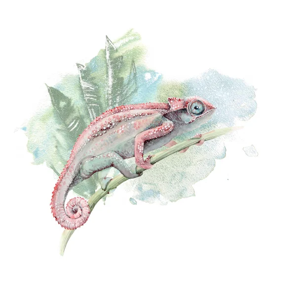 Carte lézard caméléon aquarelle — Photo