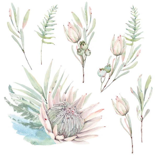 Aquarel tropische planten set. aquarelproteïne — Stockfoto