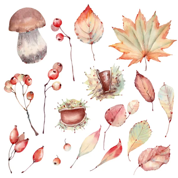 Watercolor leaves set — Stock Photo, Image