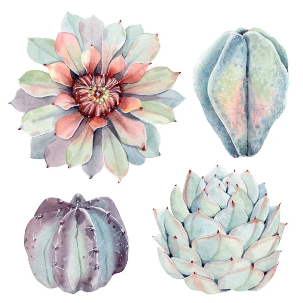 Ensemble Succulents Vintage Aquarelle Printemps Été Décoration Floral Design Bohème — Photo
