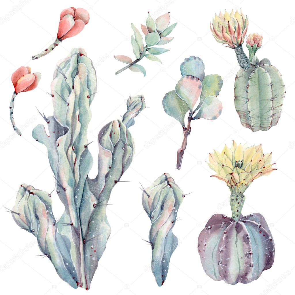 Handpainted watercolor succulents set. It's perfect for greeting cards, wedding invitation, wedding design, birthday and mother's day cards. Watercolor botanical illustration isolated on white background.