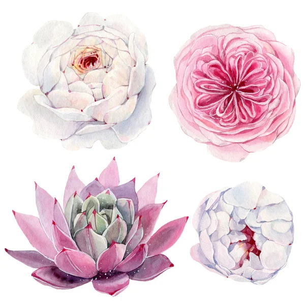 Handmålade Akvarell Blommor Som Vintage Stil Det Perfekt För Gratulationskort — Stockfoto