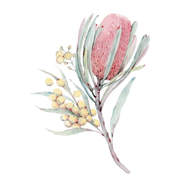 Conjunto Flores Pintadas Mão Aquarela Australiana Perfeito Para Cartões Felicitações — Fotografia de Stock