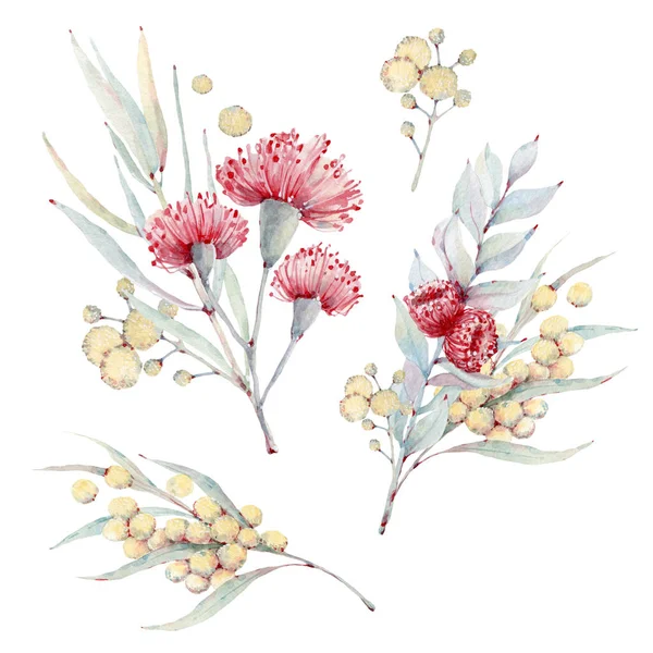 Acuarela Pintada Mano Conjunto Flores Australianas Perfecto Para Tarjetas Felicitación — Foto de Stock