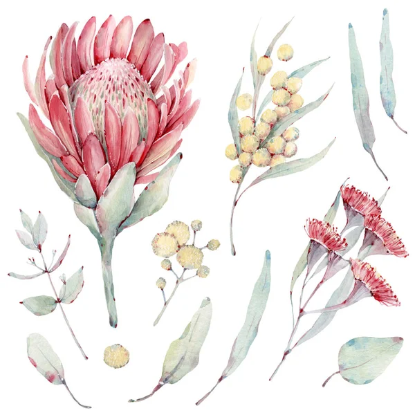 手描きの水彩オーストラリアの花がセット グリーティングカード 結婚式の招待状 結婚式のデザイン 誕生日や母の日のカードに最適です — ストック写真