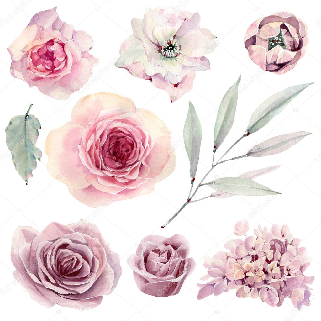 Handpainted watercolor australian flowers set. It's perfect for greeting cards, wedding invitation, wedding design, birthday and mothers day cards. 